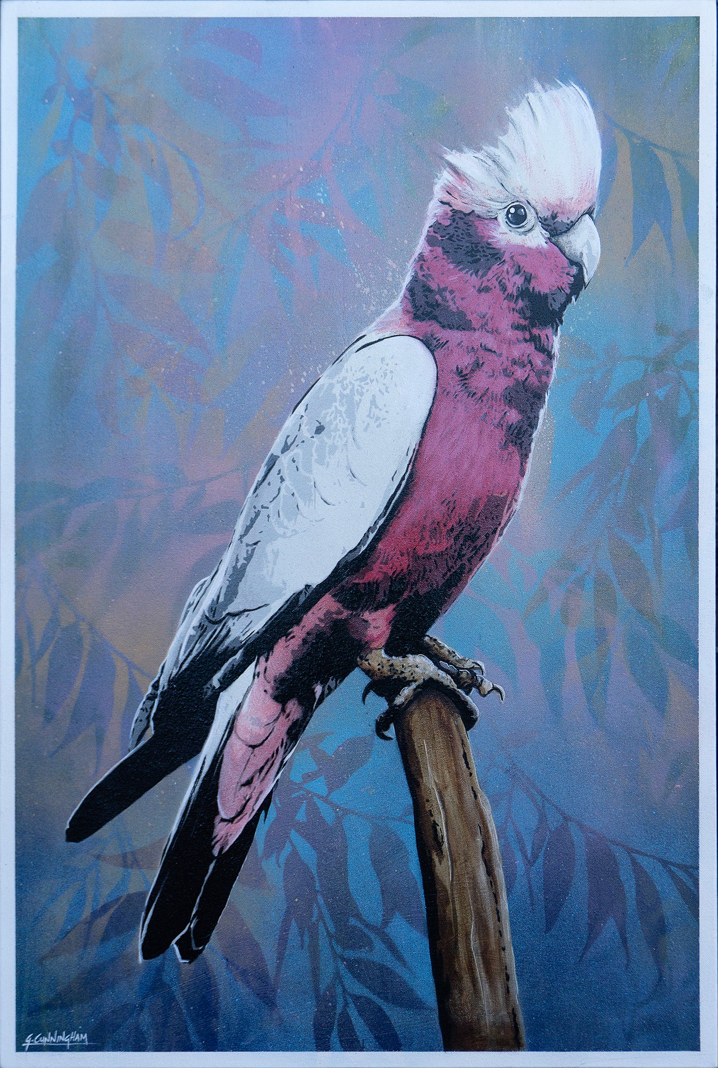 'Cecil' (galah)