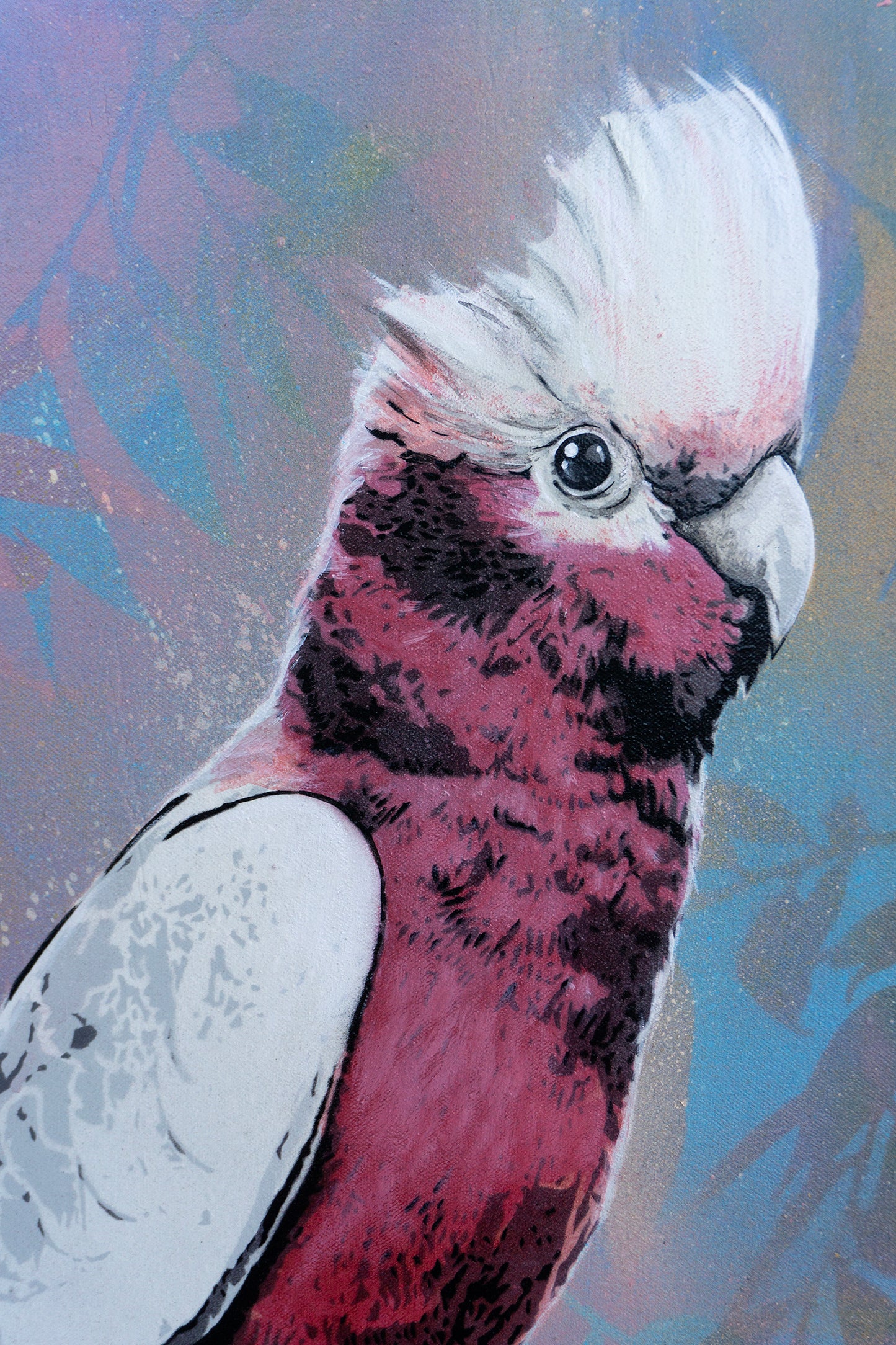 'Cecil' (galah)