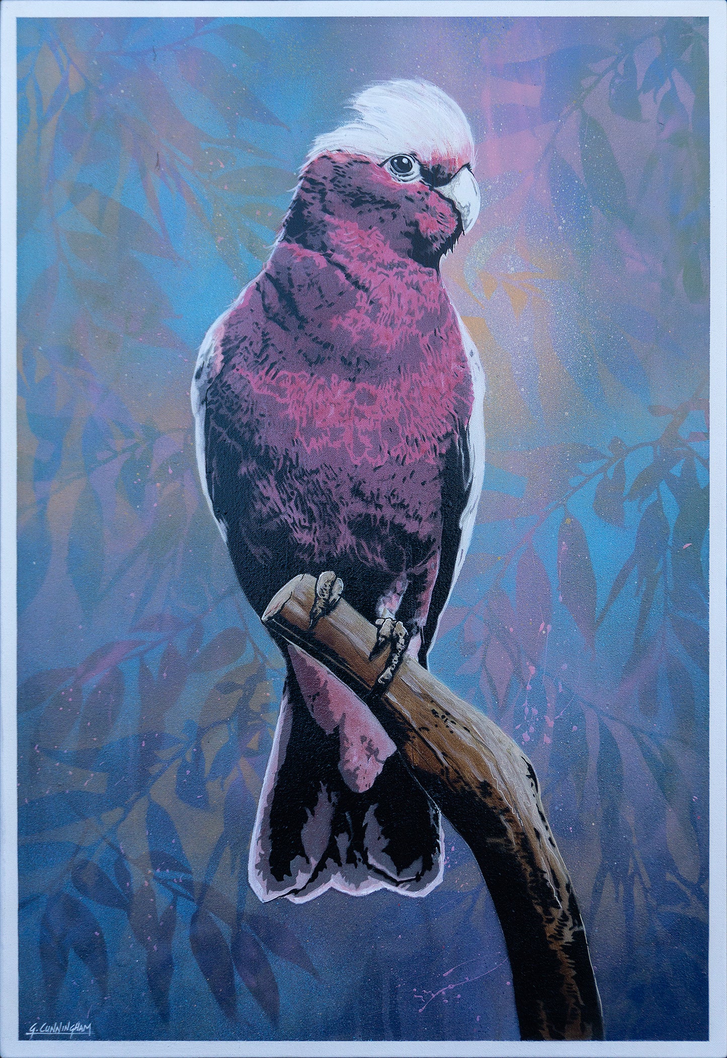 'Cedric' (galah)
