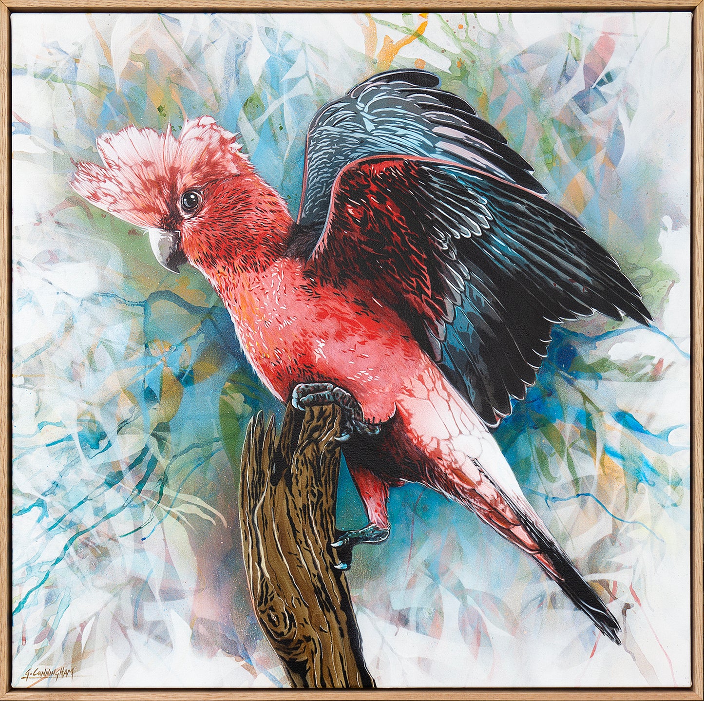 'Look At Me (Galah)' (Reproduction Print)