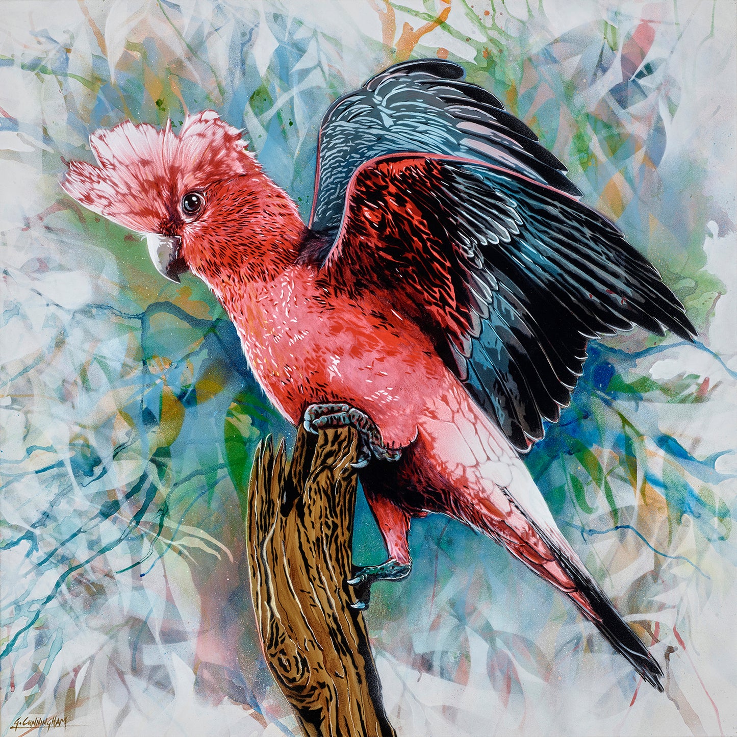 'Look At Me (Galah)' (Reproduction Print)