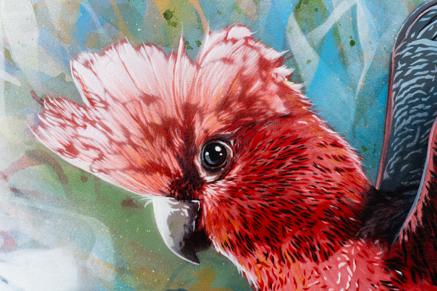 'Look At Me (Galah)' (Reproduction Print)