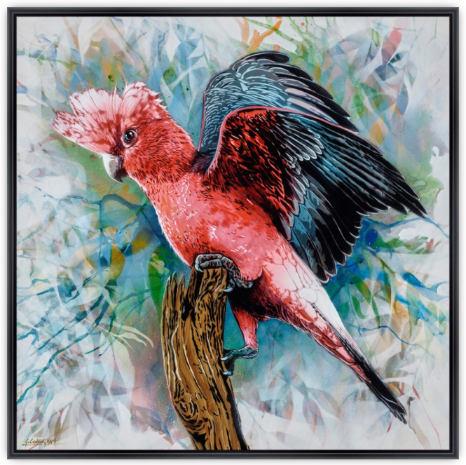 'Look At Me (Galah)' (Reproduction Print)