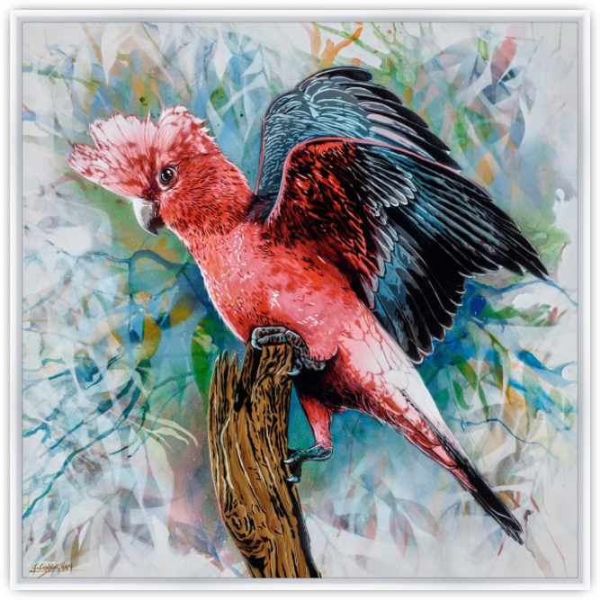 'Look At Me (Galah)' (Reproduction Print)