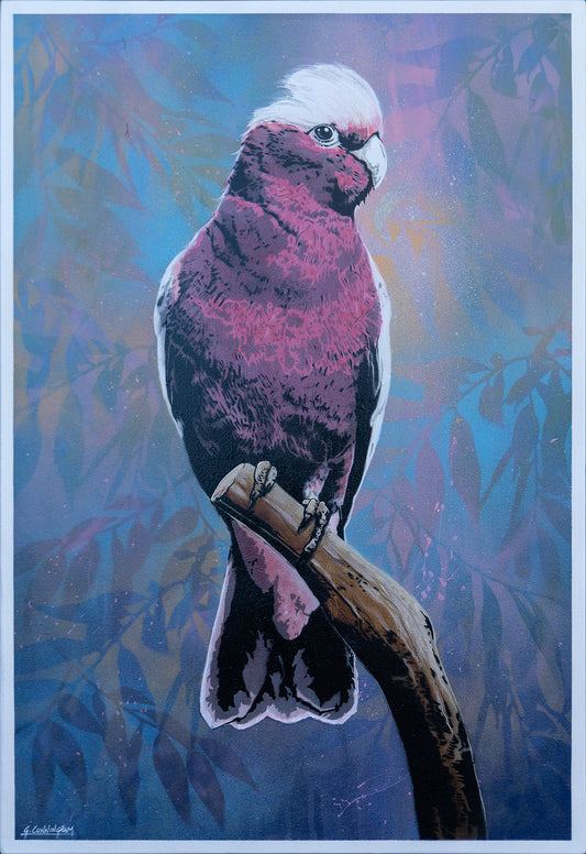 'Cedric' (galah)