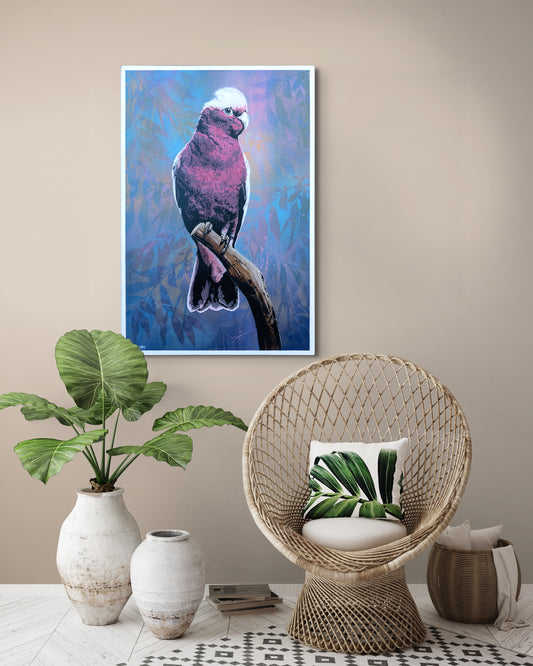 'Cedric' (galah)