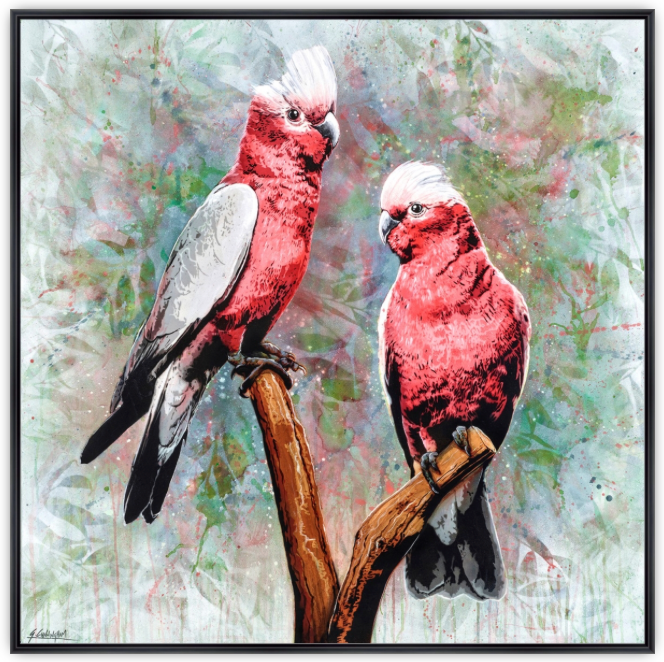 'In The Pink (Galah)' (Reproduction Print)