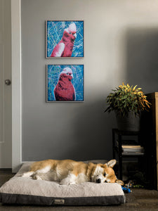 'Silly Bloody Galah #2'